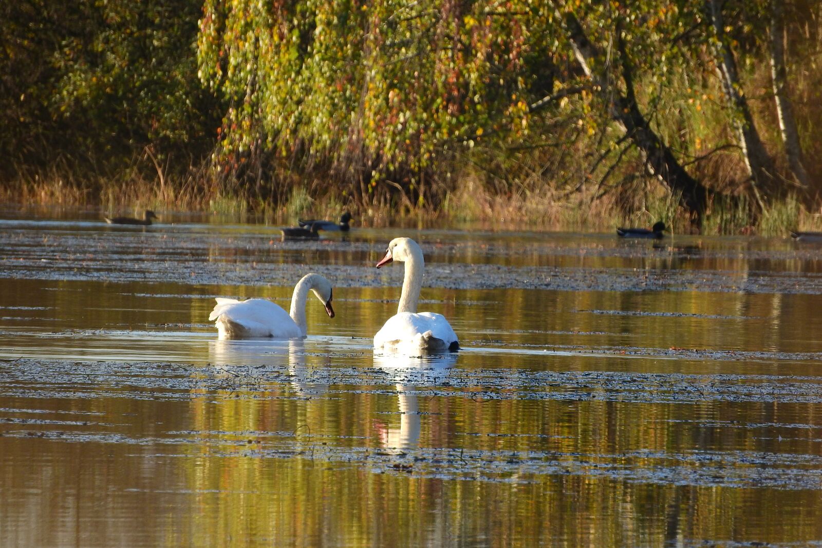 Nikon Coolpix P610 sample photo. Swans on the pond photography