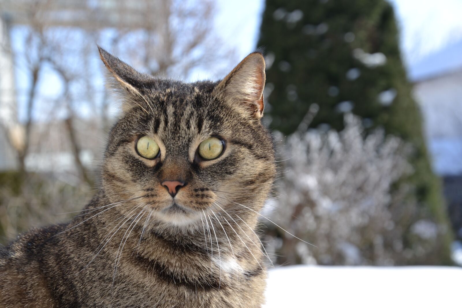 Nikon D3100 sample photo. Cat, pet, animal photography