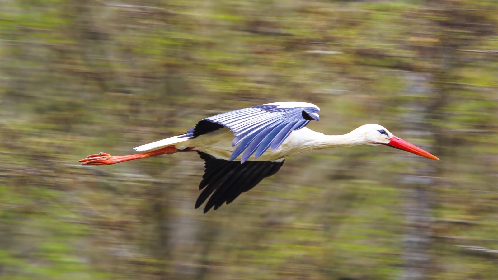 Canon EOS 650D (EOS Rebel T4i / EOS Kiss X6i) + Canon EF-S 55-250mm F4-5.6 IS STM sample photo. Stork, flying, rattle stork photography