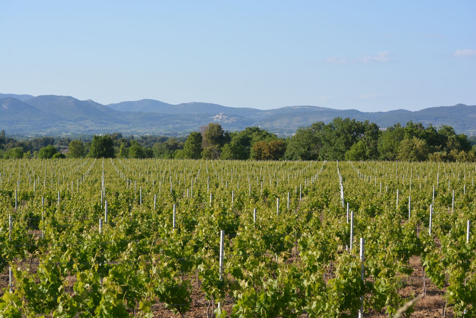 Nikon D5200 sample photo. Vineyard, landscape, dentelles the photography