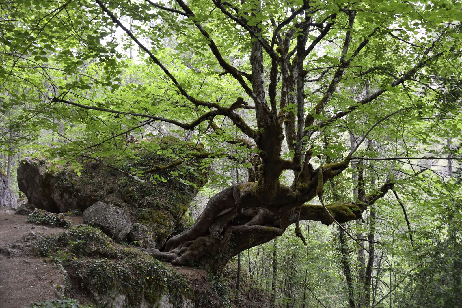 Nikon D500 sample photo. Linden, hoz de beteta photography