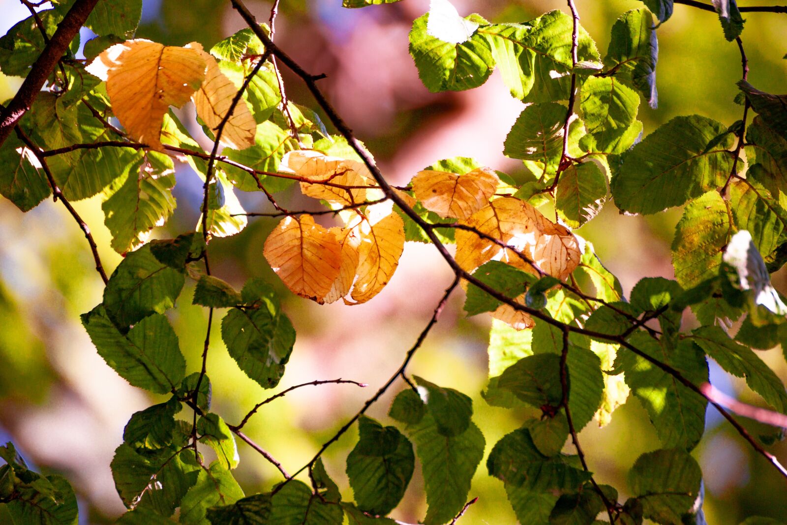 Canon EOS 500D (EOS Rebel T1i / EOS Kiss X3) sample photo. Tree, leaves, green photography