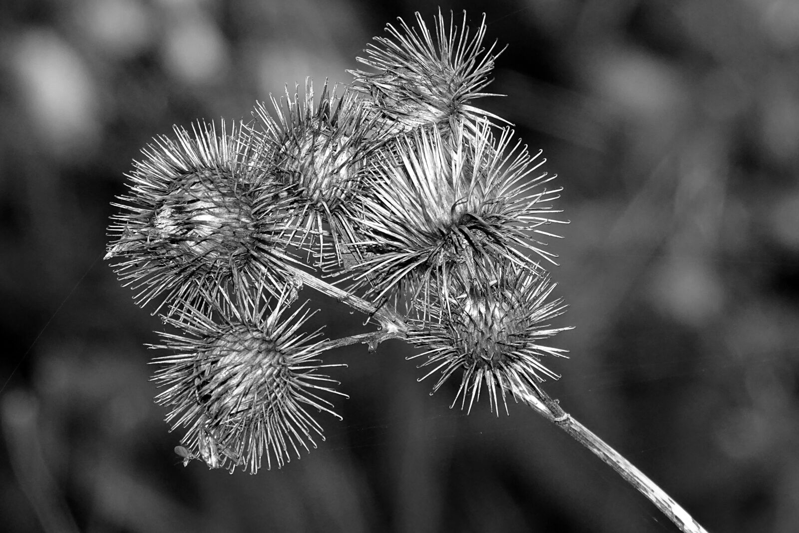 Sony Cyber-shot DSC-HX350 sample photo. Thistle, black and white photography