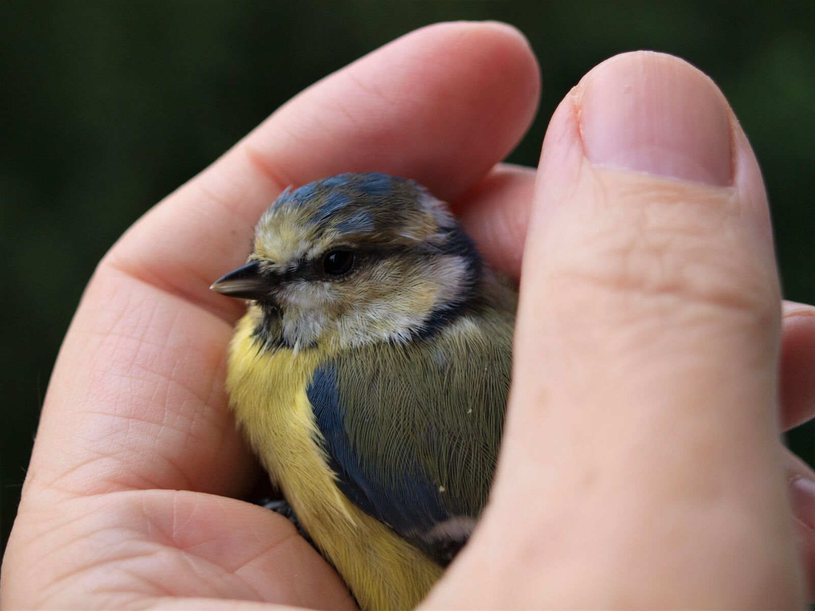 Olympus E-420 (EVOLT E-420) sample photo. Blue tit, young bird photography