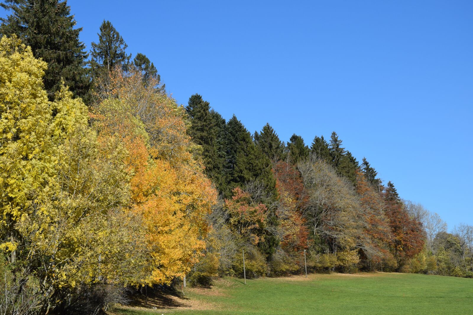 Nikon D5300 sample photo. Fall, forest, yellow photography