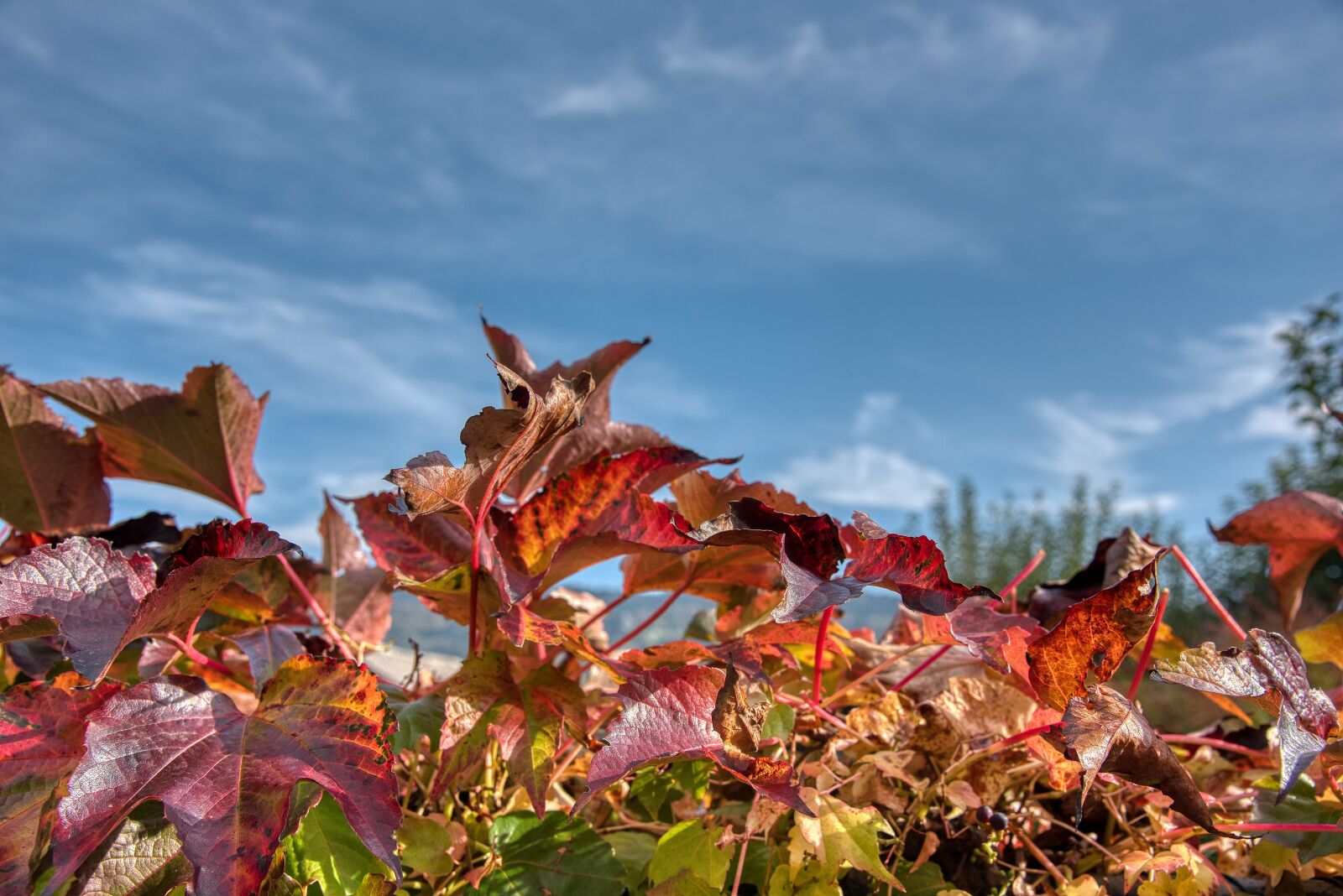 Nikon D750 sample photo. Autumn, leaves, vine leaves photography