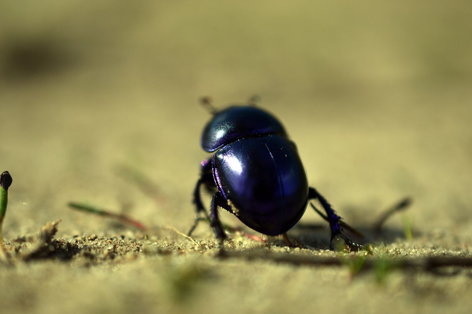Nikon D3200 sample photo. Beetle, dung beetle, spring photography