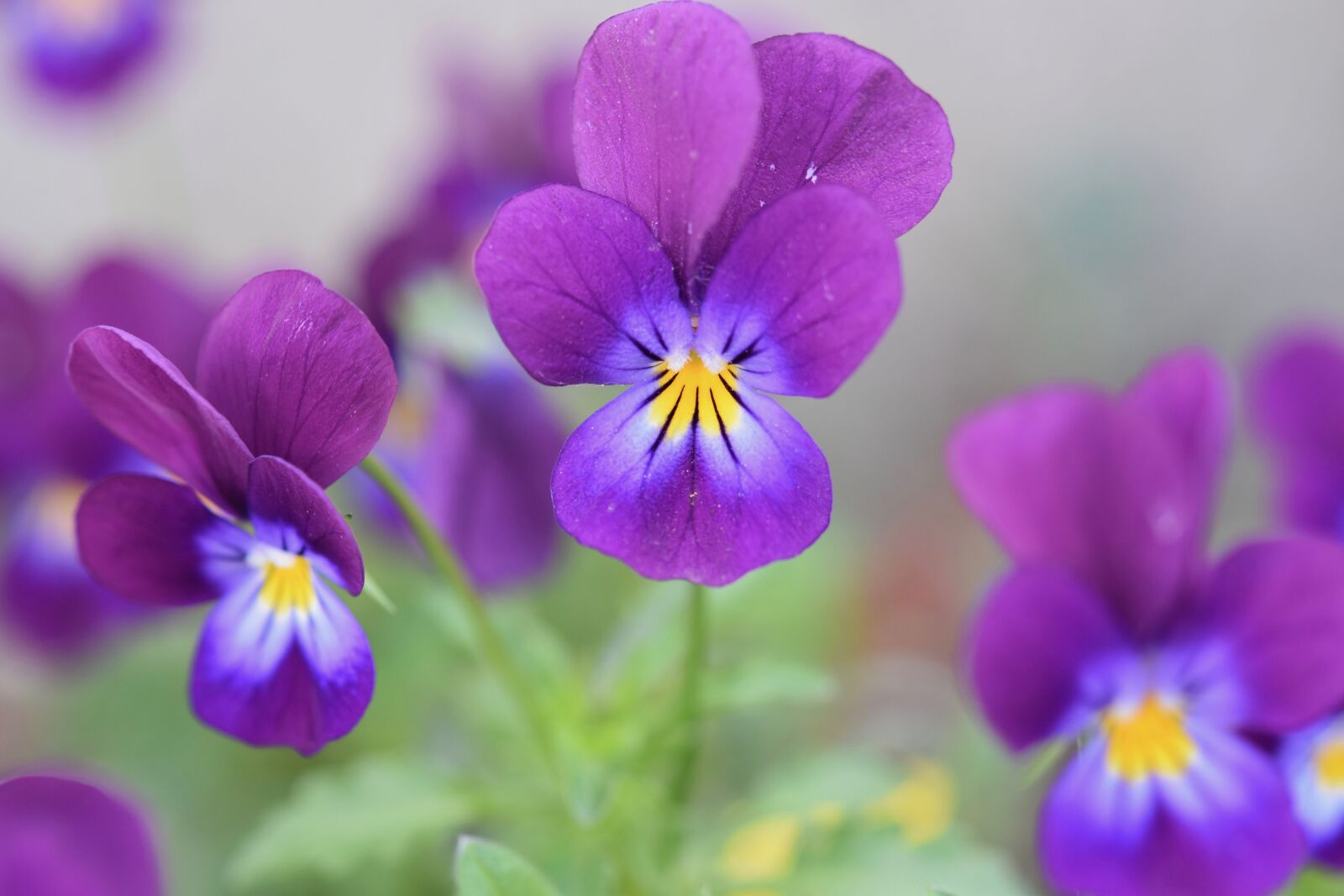 Nikon D5600 sample photo. Flowers, flower, violets photography