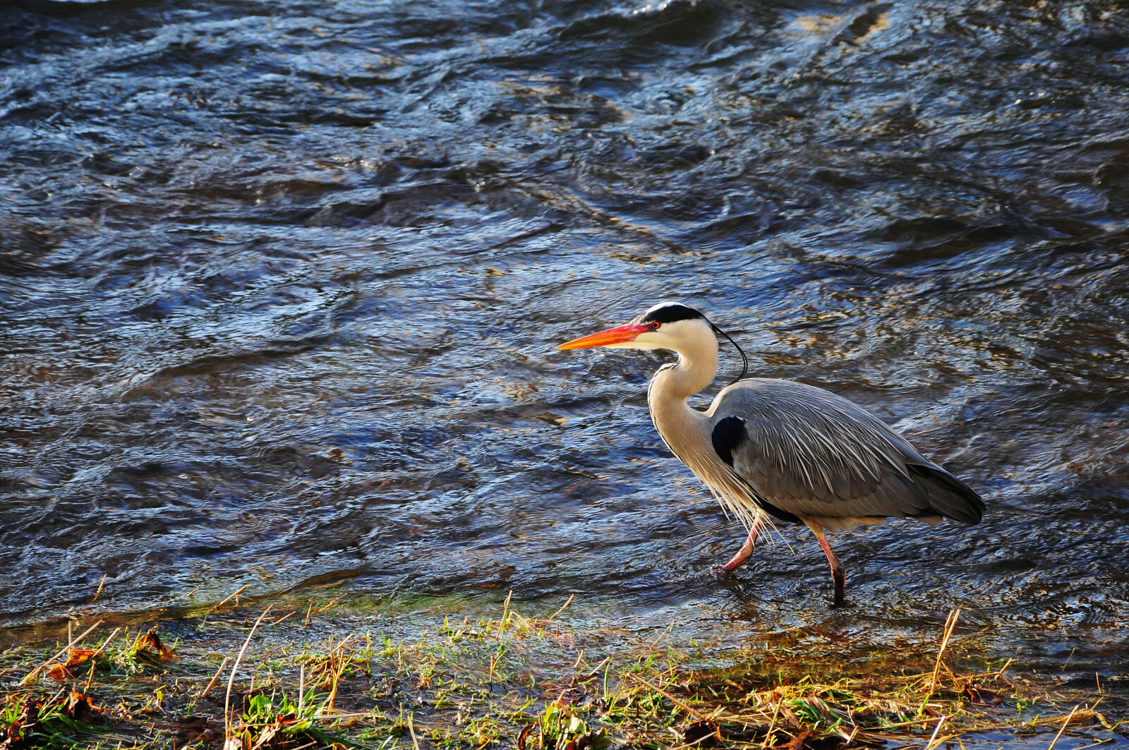 Nikon D90 sample photo. Animal, avian, beak, bird photography