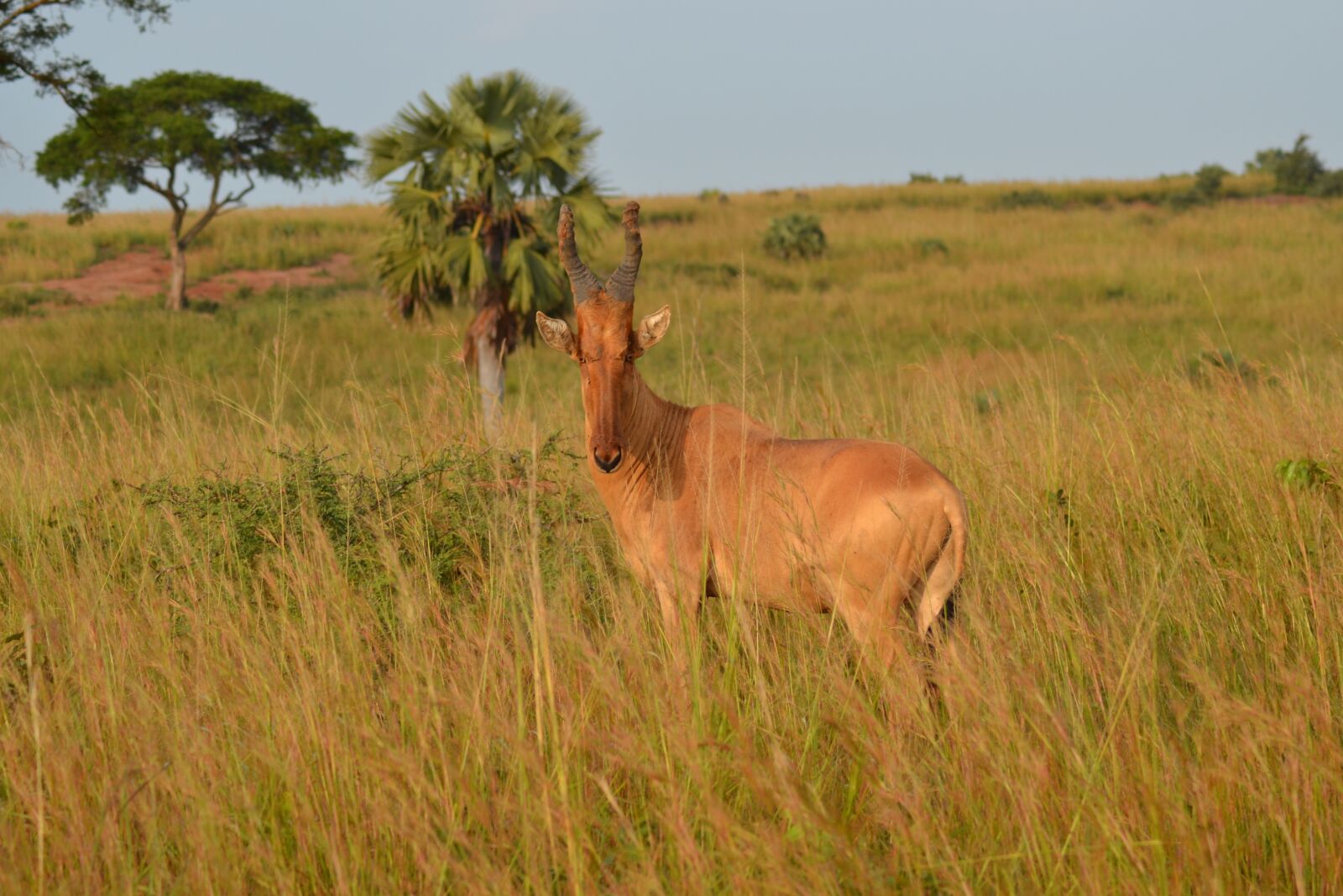 Nikon D3100 sample photo. Africa, uganda, safari photography