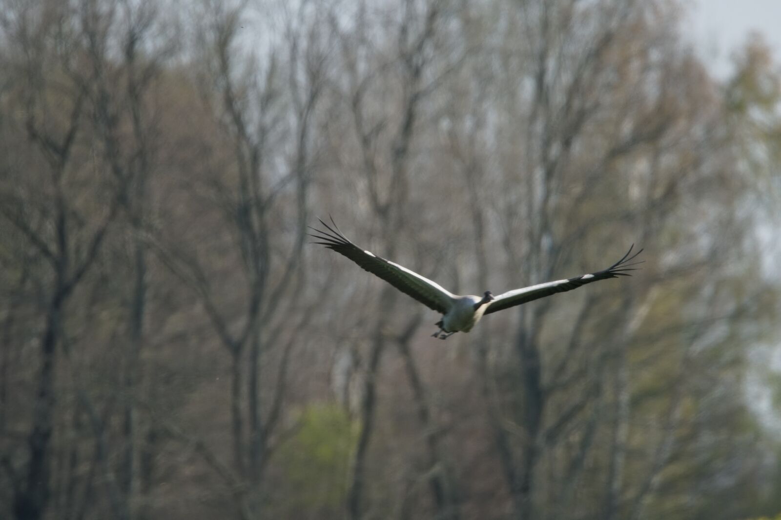 Sony a6500 sample photo. Crane, wildlife, flight photography