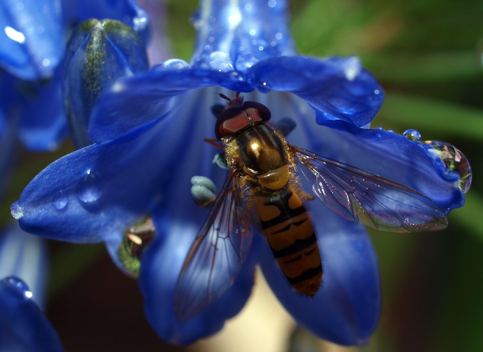 Olympus E-520 (EVOLT E-520) sample photo. Nature, flower, insect photography