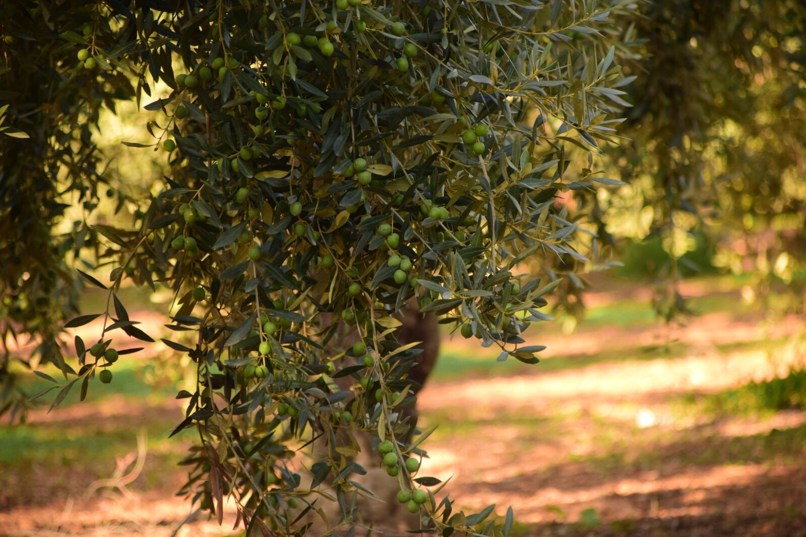 Nikon D3300 sample photo. Olives, olive tree, nature photography