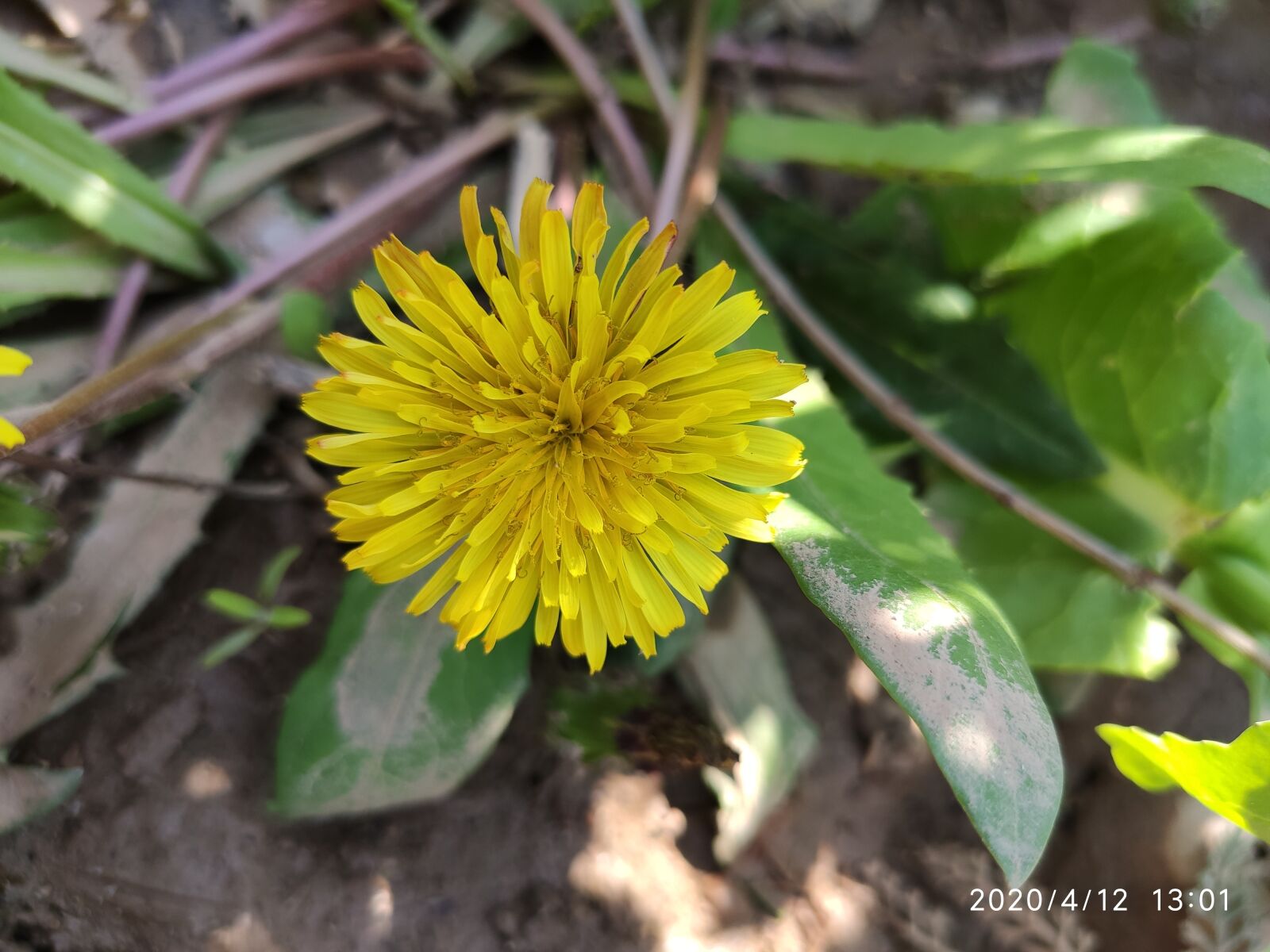 Xiaomi Redmi K20 Pro sample photo. Flower, sun, home photography