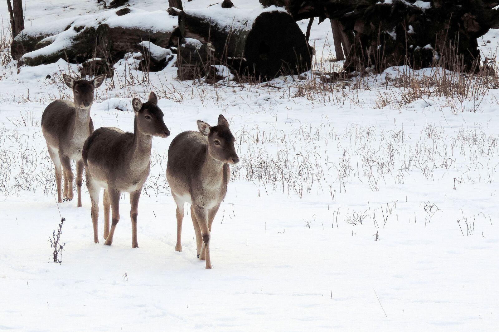 Nikon Coolpix P520 sample photo. Landscape, deer, winter impressions photography