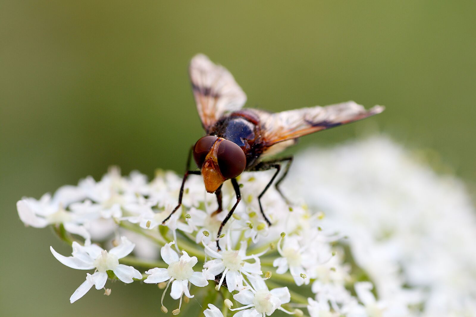 Canon EOS 650D (EOS Rebel T4i / EOS Kiss X6i) sample photo. Hoverfly, close up, macro photography