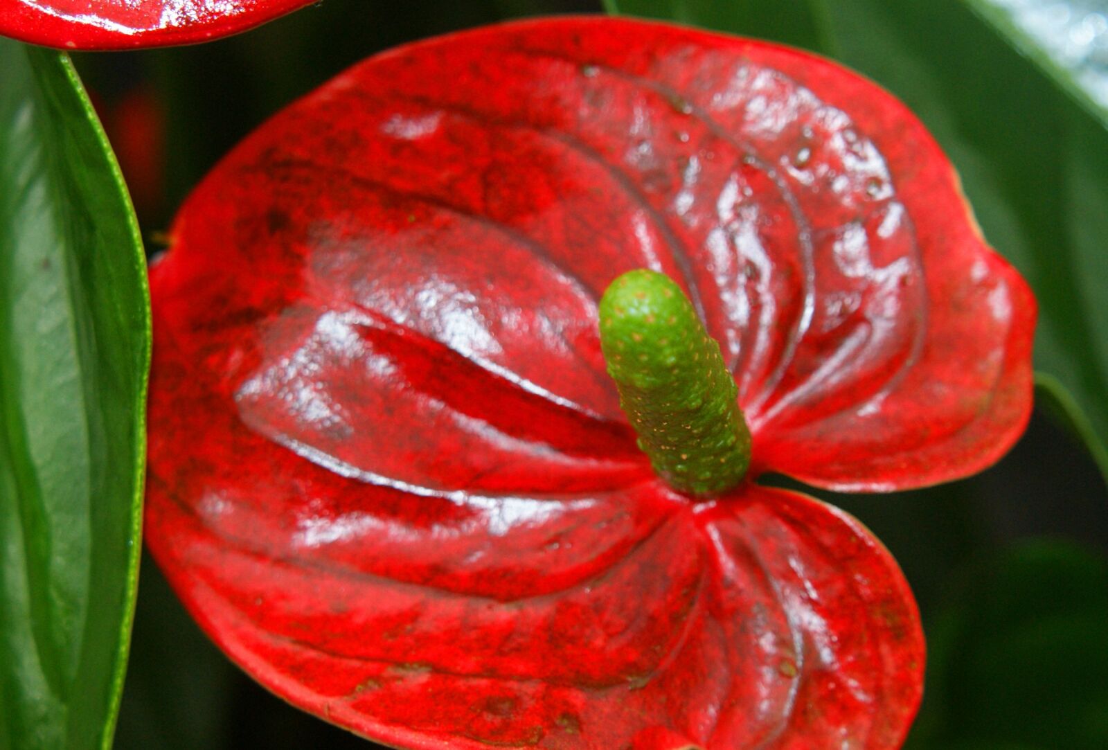 Sony Alpha DSLR-A350 sample photo. Anthurium, red, flower flask photography