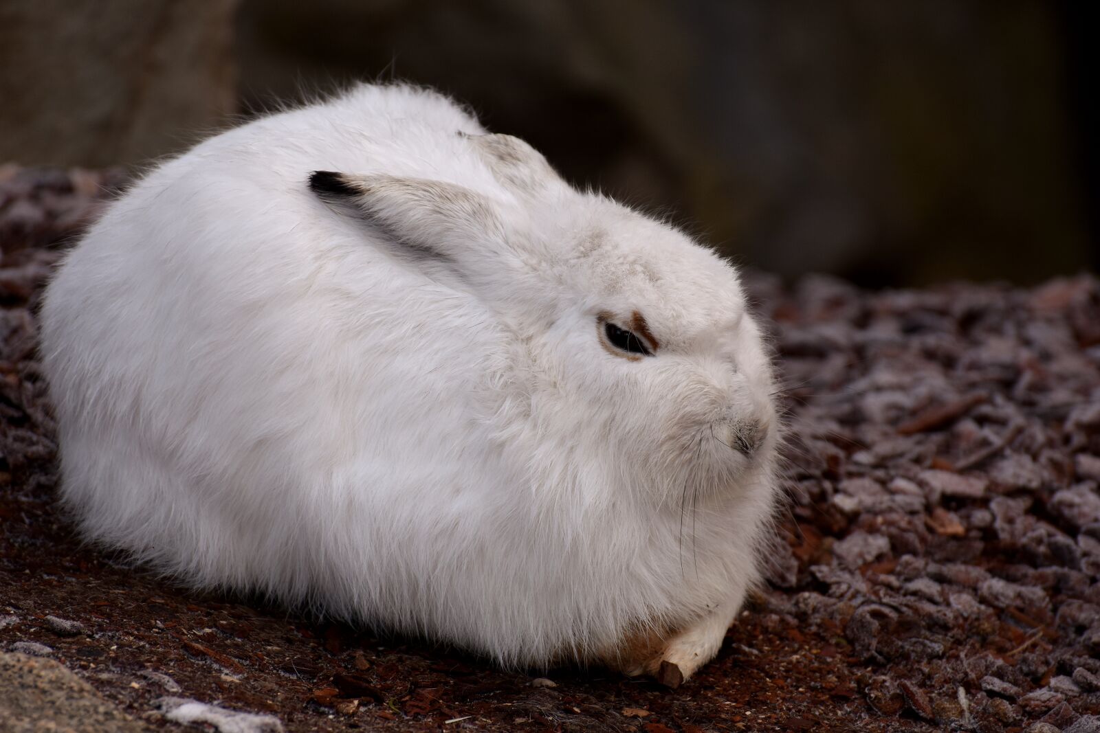 Nikon D7200 sample photo. Schneehase, cute, zoo photography