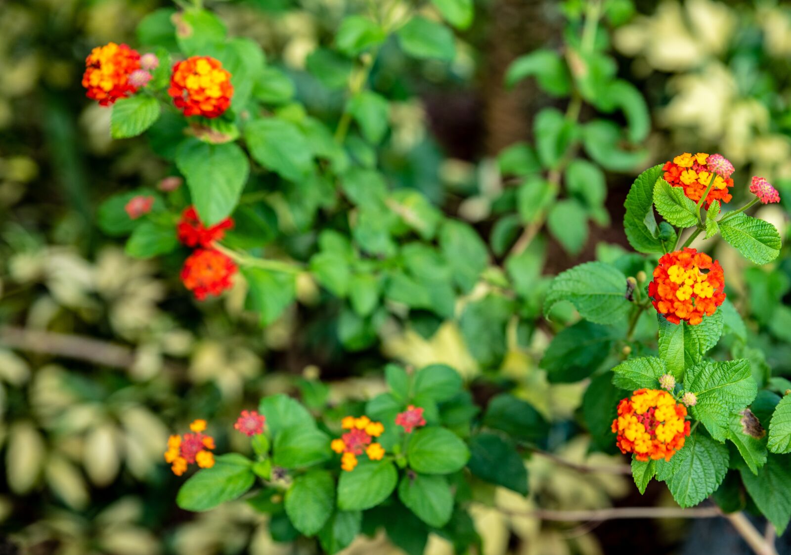 Tamron SP 24-70mm F2.8 Di VC USD sample photo. Red and yellow, tropical photography