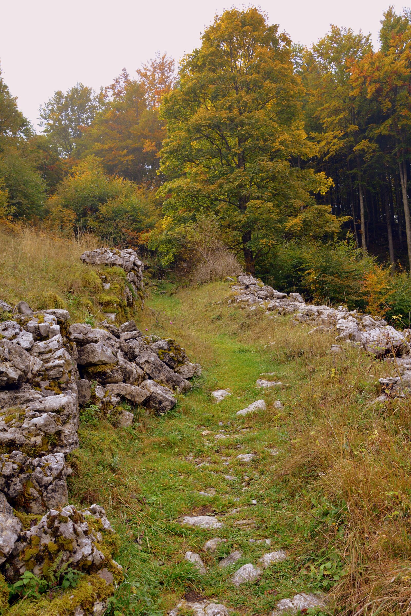 Nikon D7100 sample photo. Trail, stones, grass photography