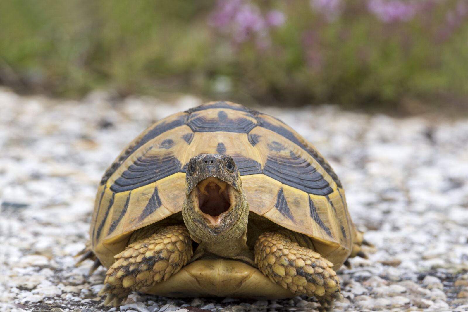Nikon D7200 sample photo. Turtle, nature, animal photography