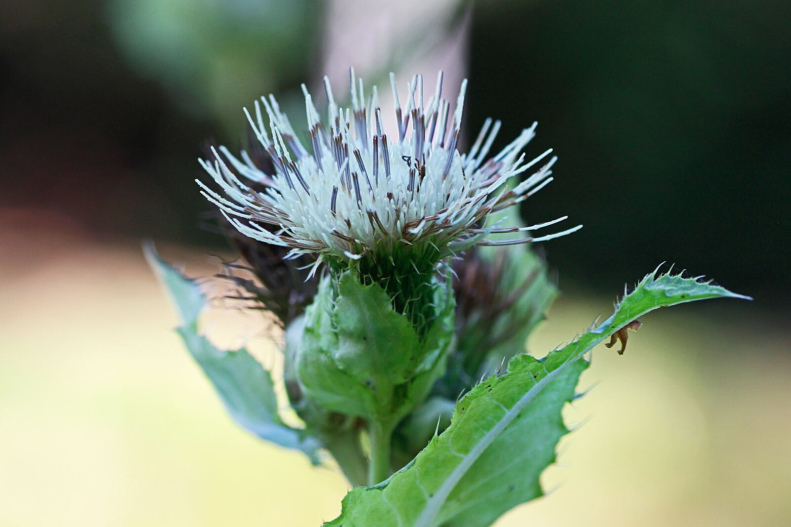 Canon EOS 650D (EOS Rebel T4i / EOS Kiss X6i) sample photo. White thistle, plant, thistle photography
