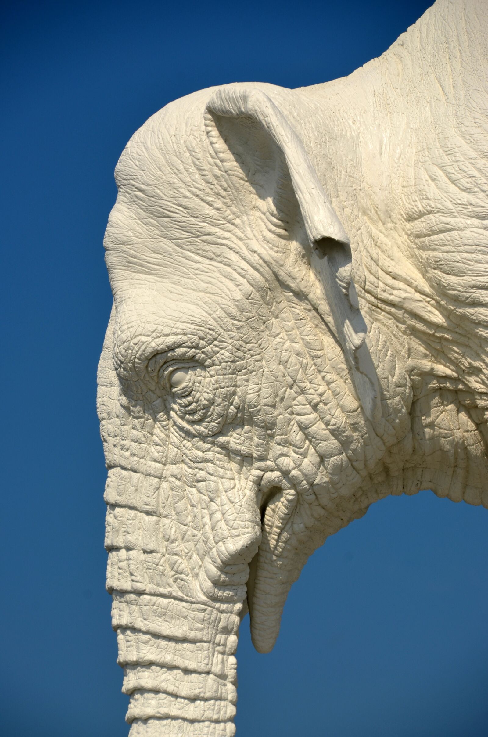 Nikon D5100 sample photo. Elephant, fold, pachyderm photography
