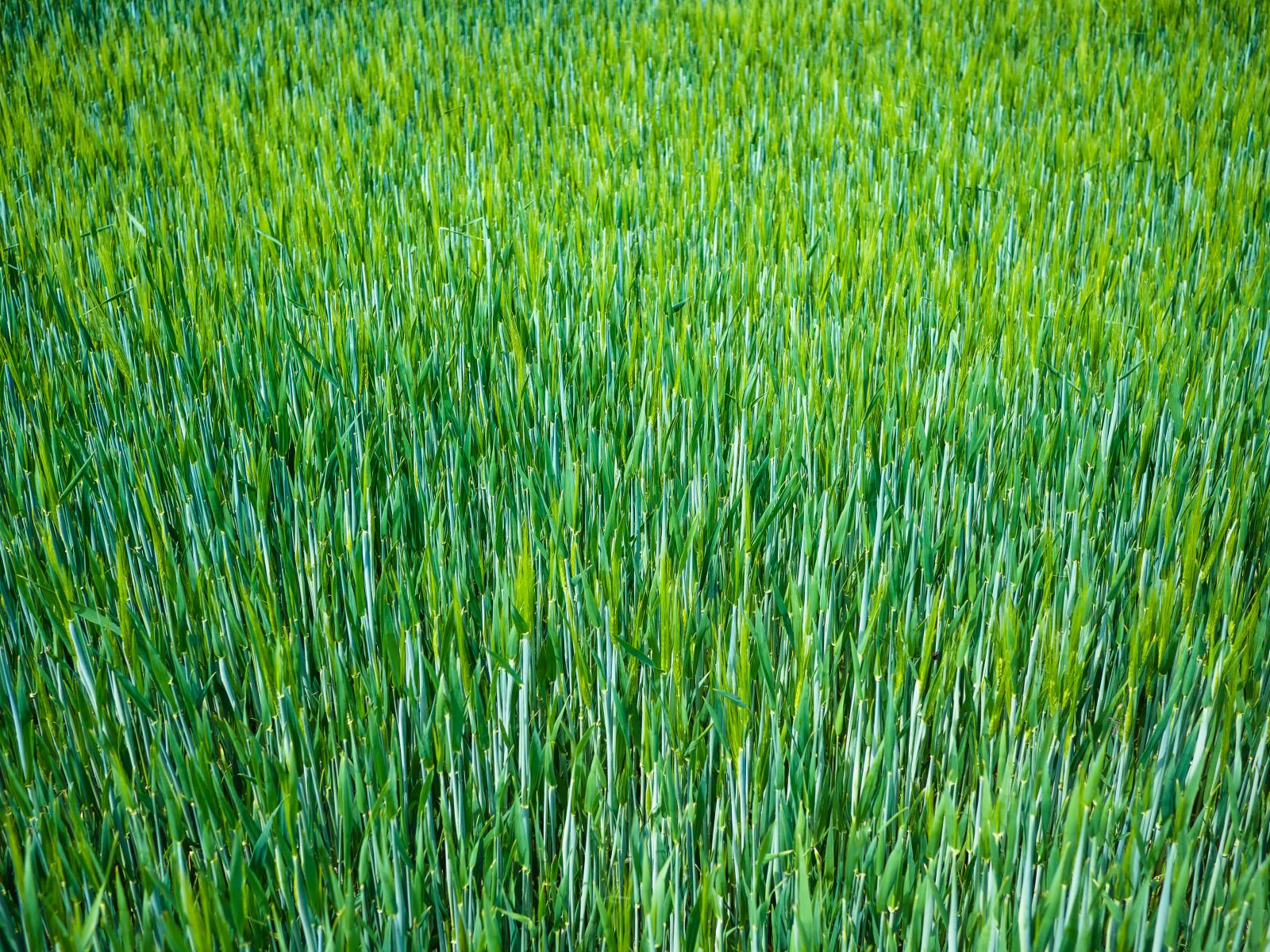 Panasonic Lumix G 20mm F1.7 ASPH sample photo. Barley, barley field, young photography
