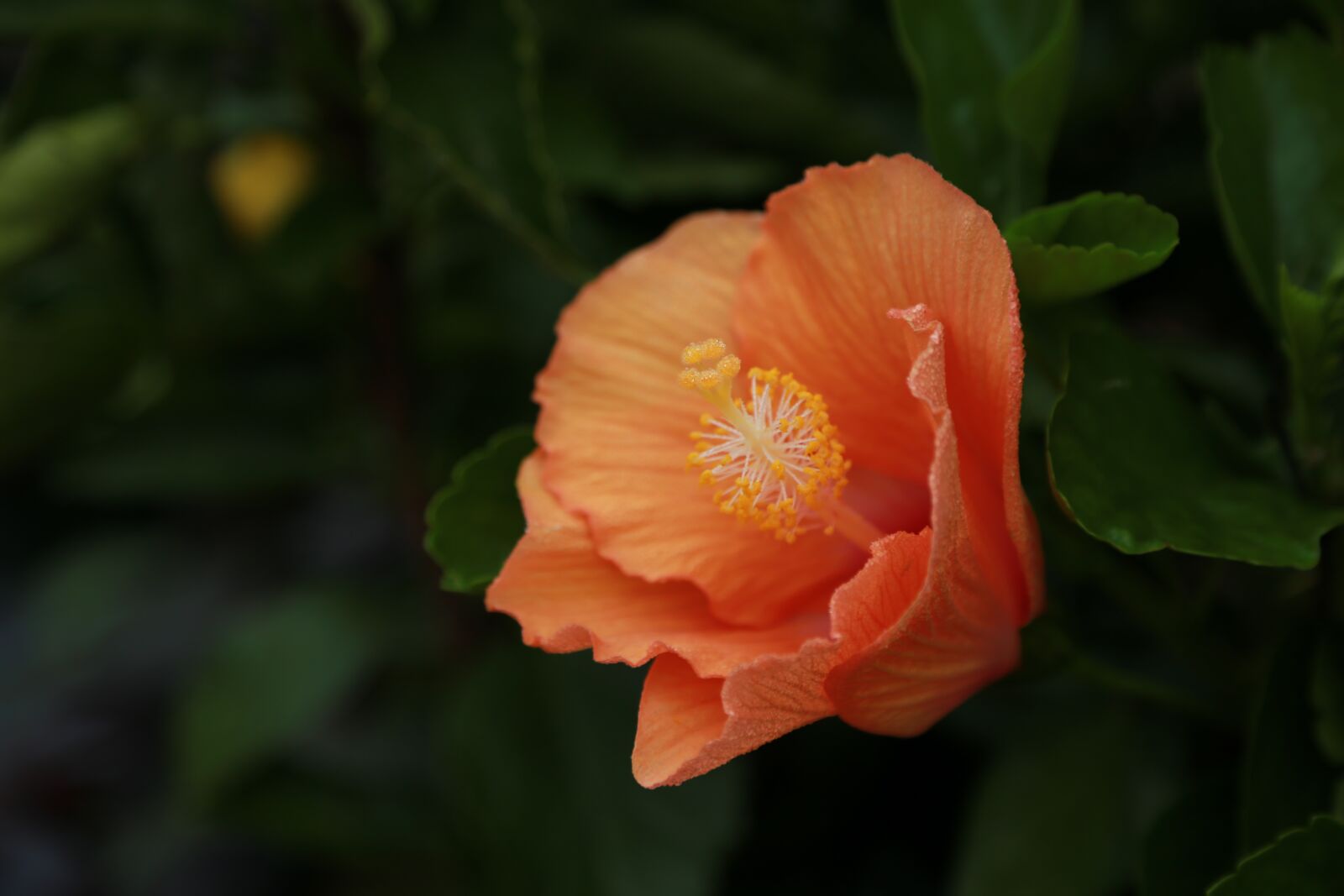 Canon EOS 6D + Canon EF 24-105mm F4L IS USM sample photo. Flowers, wildflower, nature photography