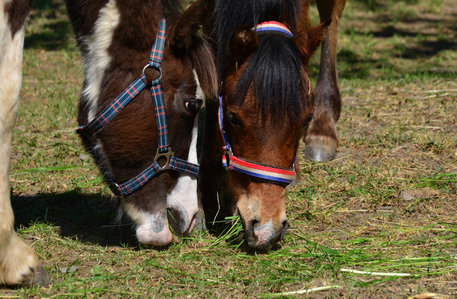 Nikon D5200 sample photo. Horses, coupling, eat photography