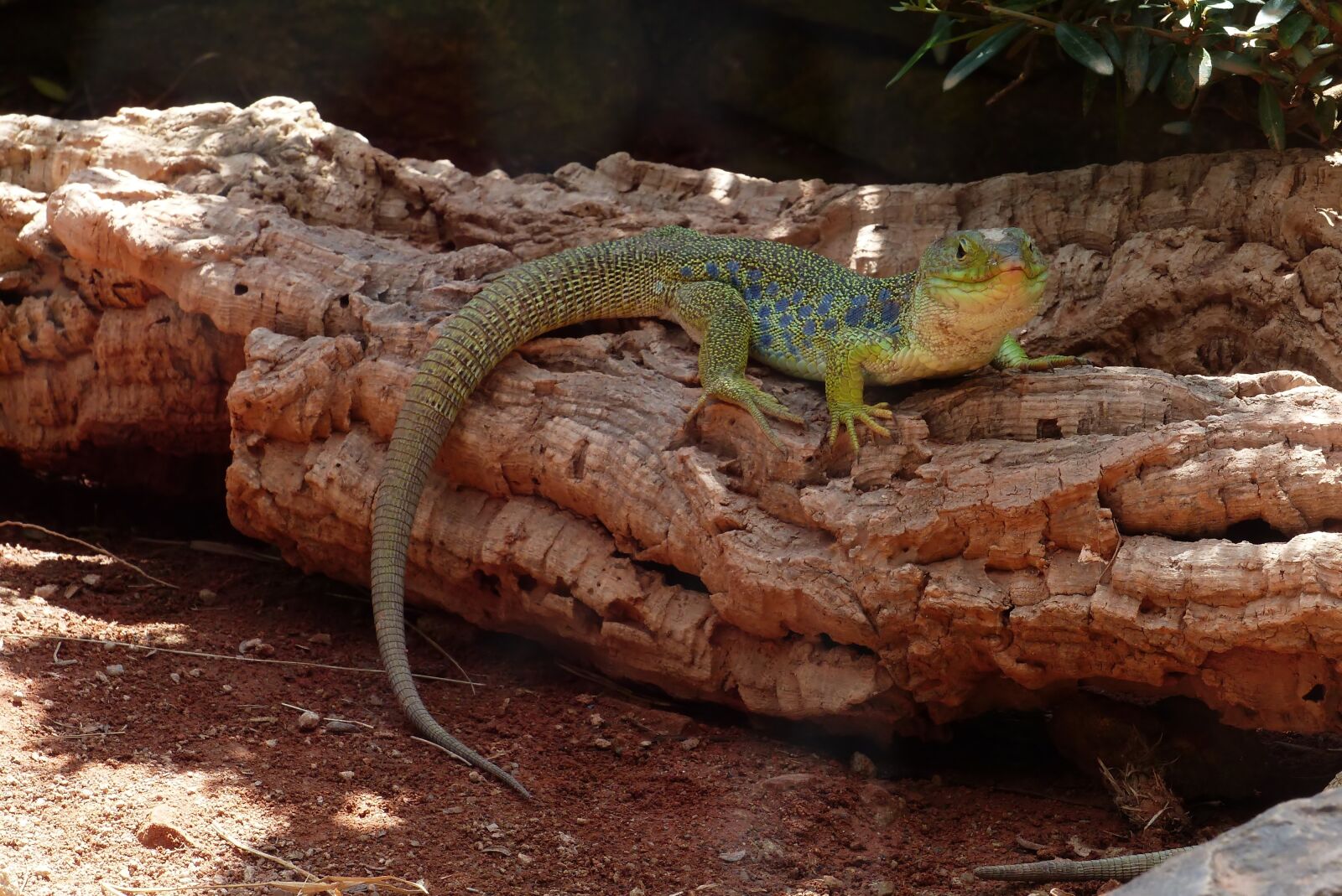 Panasonic Lumix DMC-FZ200 sample photo. Lizard, nature, animal photography