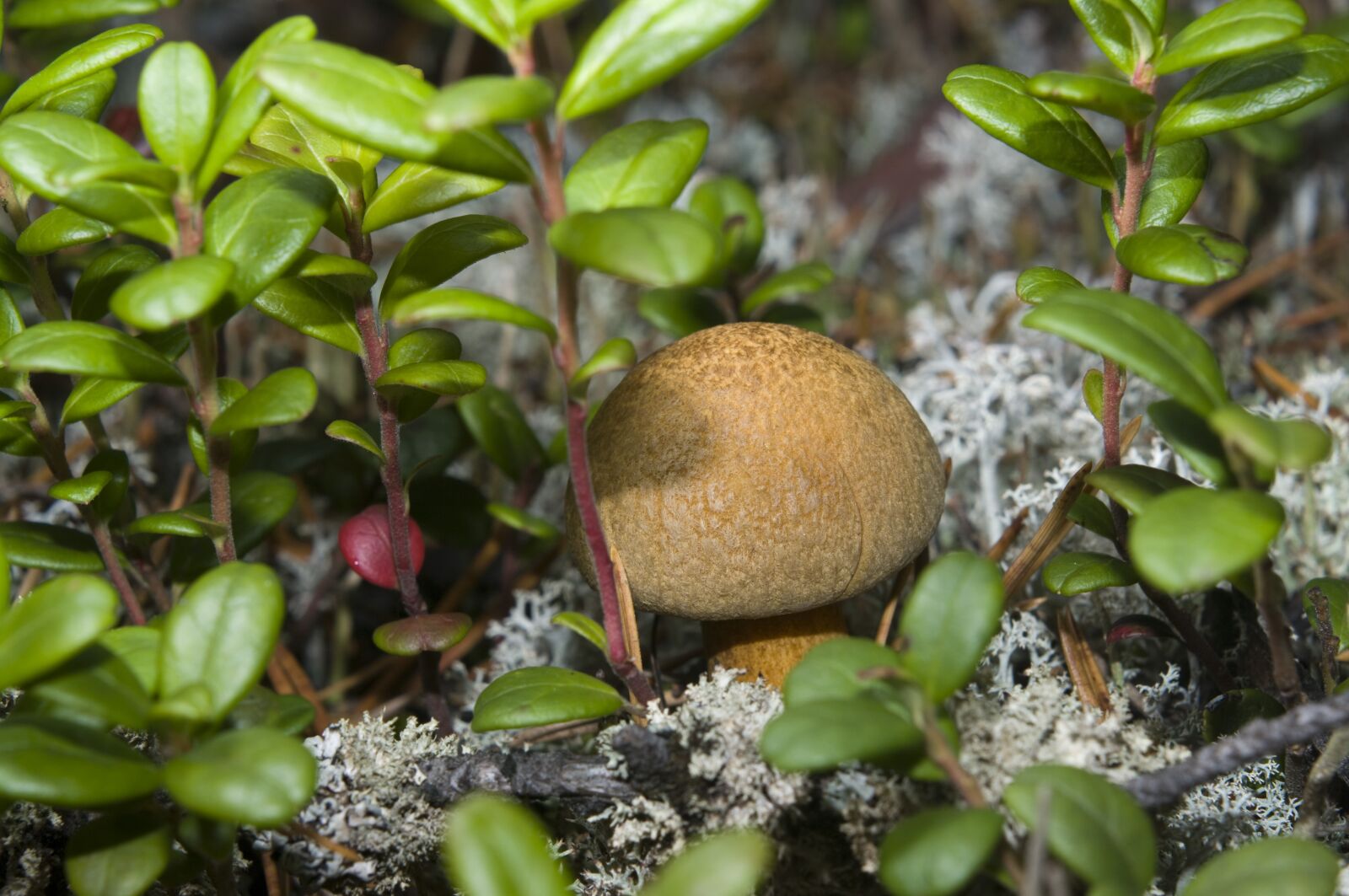 Pentax K20D sample photo. Mushroom, boletus, yanao photography