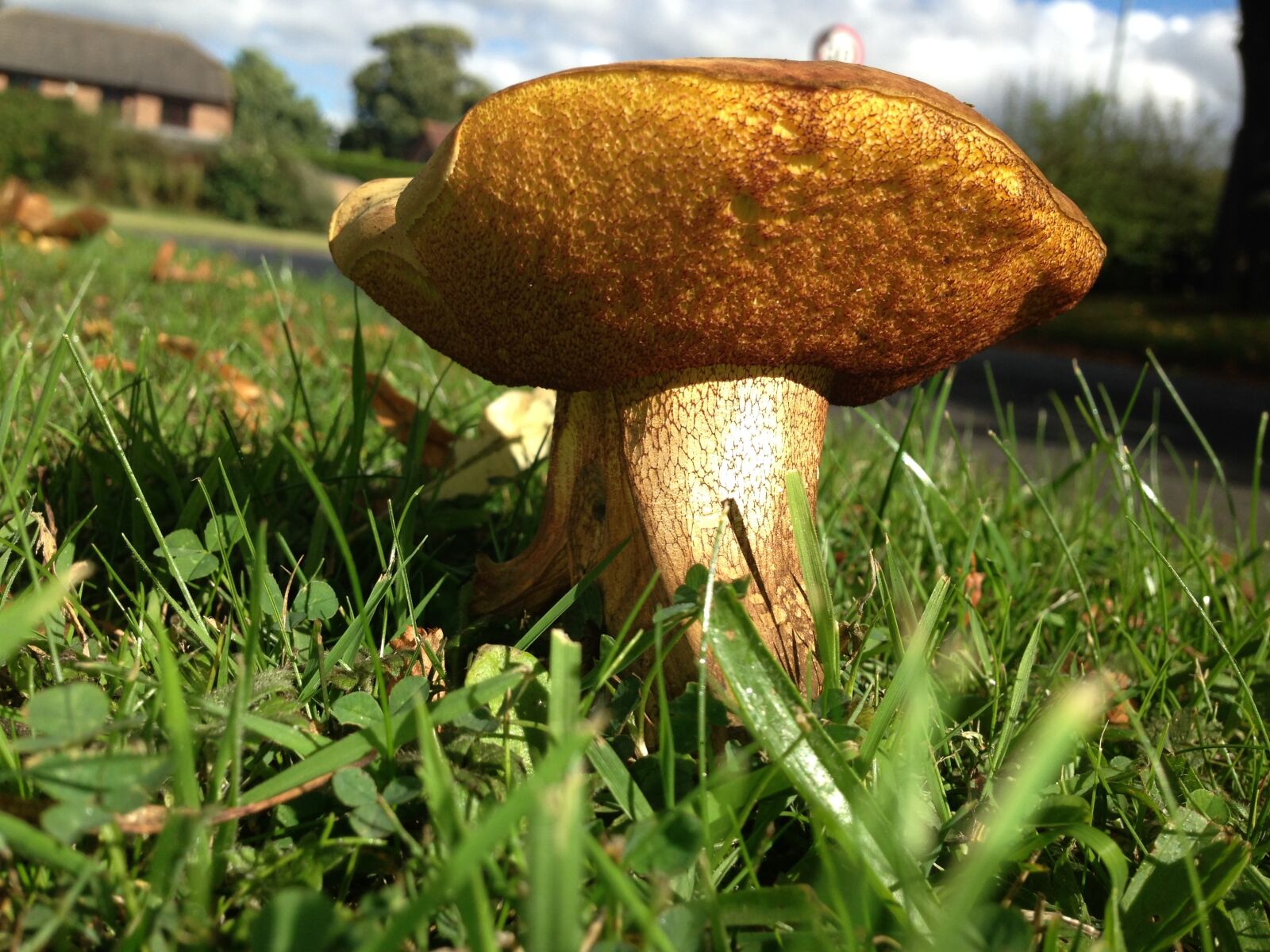 iPhone 5 back camera 4.12mm f/2.4 sample photo. Mushroom, grass, closeup photography