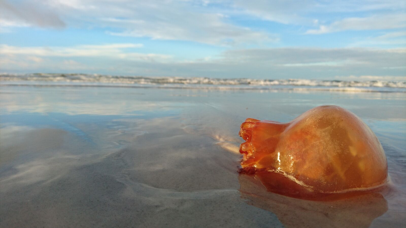 Sony Xperia Z5 sample photo. Beach, mar, jellyfish photography