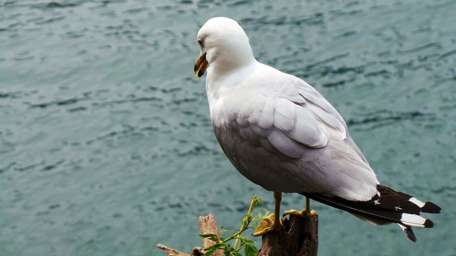 Samsung Galaxy Camera (Wi-Fi) sample photo. Seagull, birds, seagull's dream photography