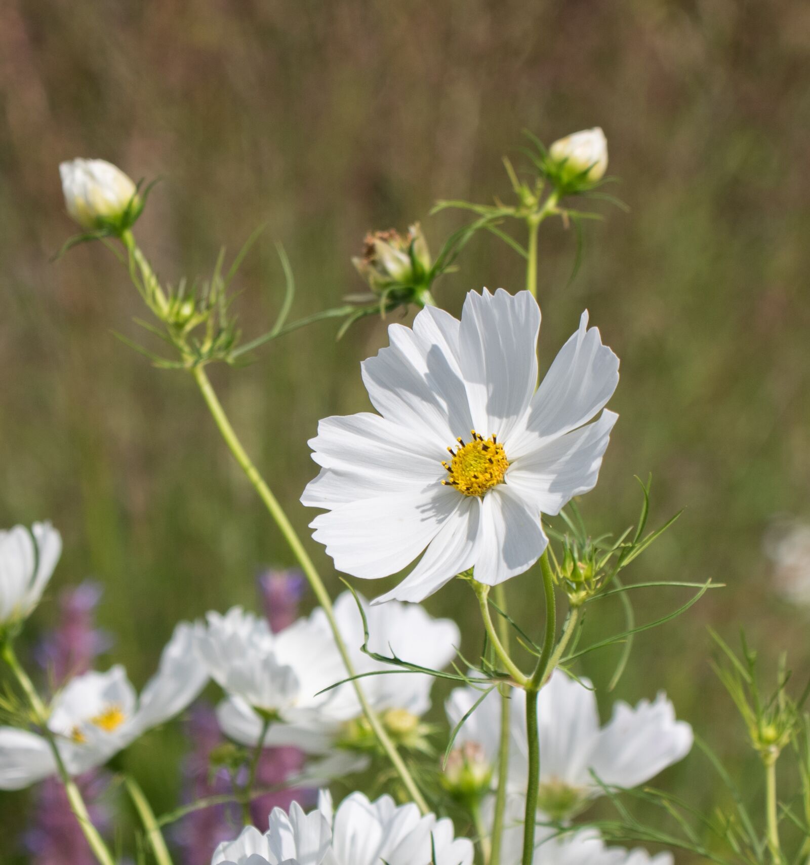 Pentax K-3 sample photo. Nature, flower, blossom photography