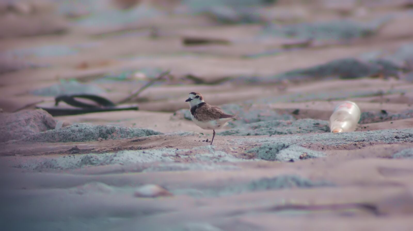 Olympus OM-D E-M1 sample photo. Malaysia piping plover, wild photography