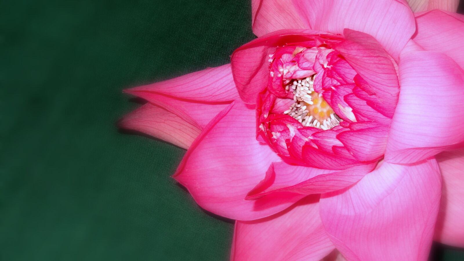 Sony Cyber-shot DSC-HX9V sample photo. Close, up, of, pink photography