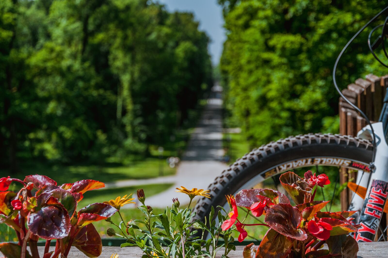 Nikon D90 sample photo. Bike, nature, flowers photography