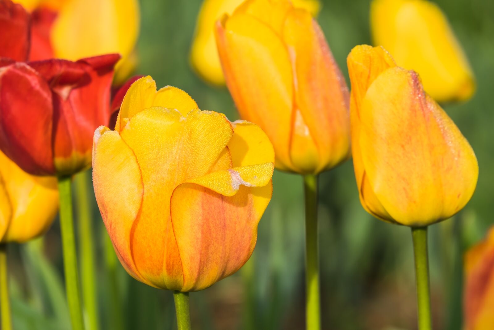Fujifilm X-T10 sample photo. Raindrop, dewdrop, tulpenbluete photography