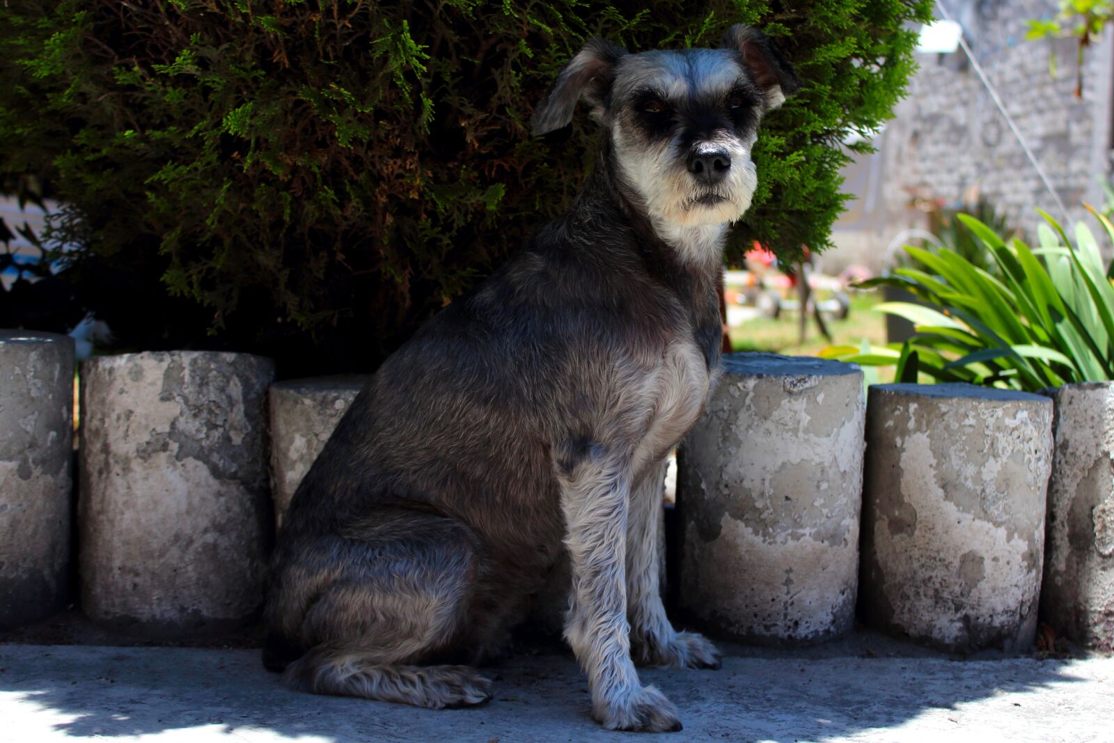Canon EOS 1200D (EOS Rebel T5 / EOS Kiss X70 / EOS Hi) sample photo. Pet, animals, dog photography