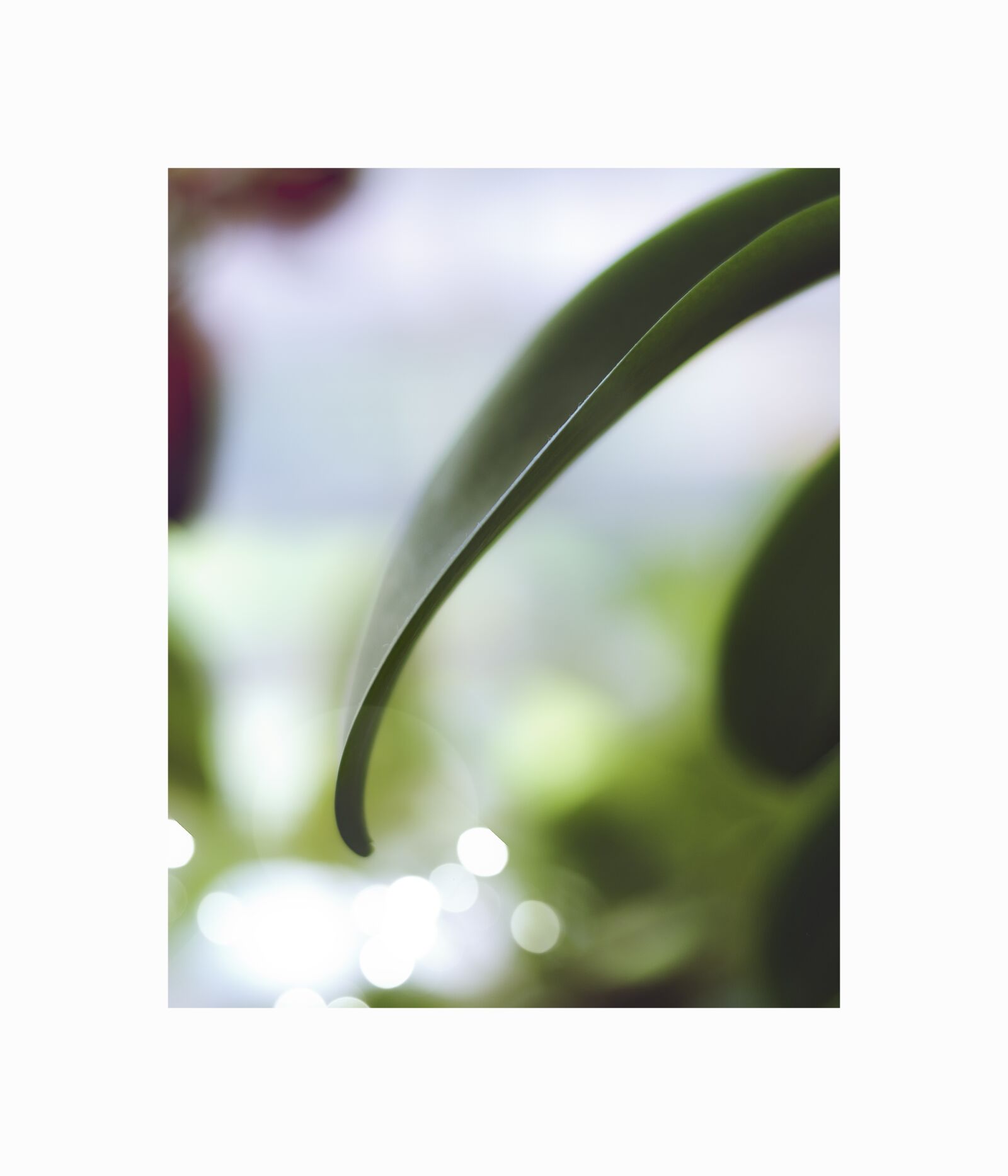 Nikon D90 sample photo. Green, plant, nature photography