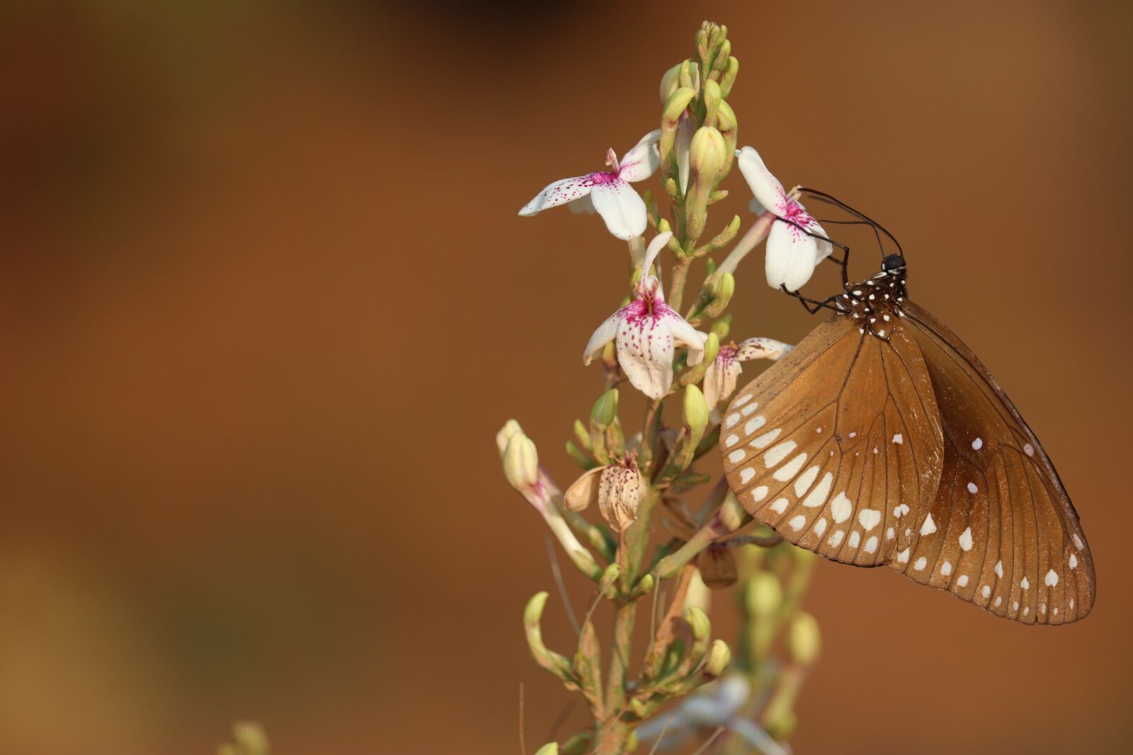 Canon EF-S 55-250mm F4-5.6 IS STM sample photo. Bangalore, karnataka, places photography