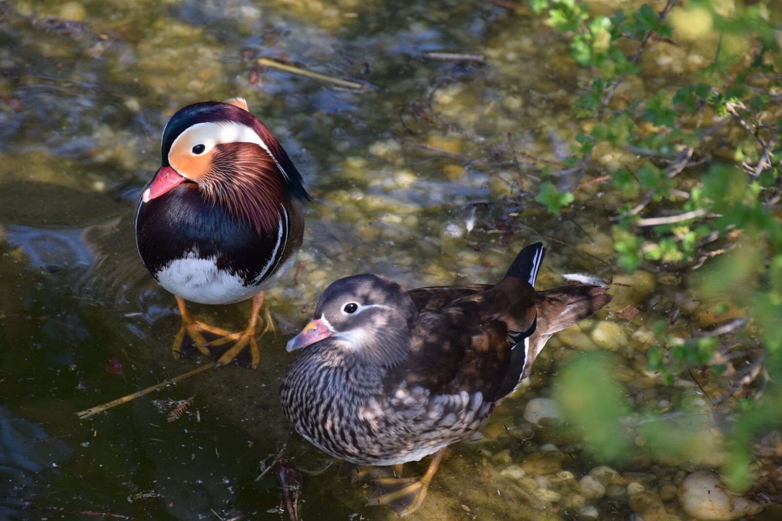 Nikon D5300 sample photo. Mandarin ducks, in pairs photography