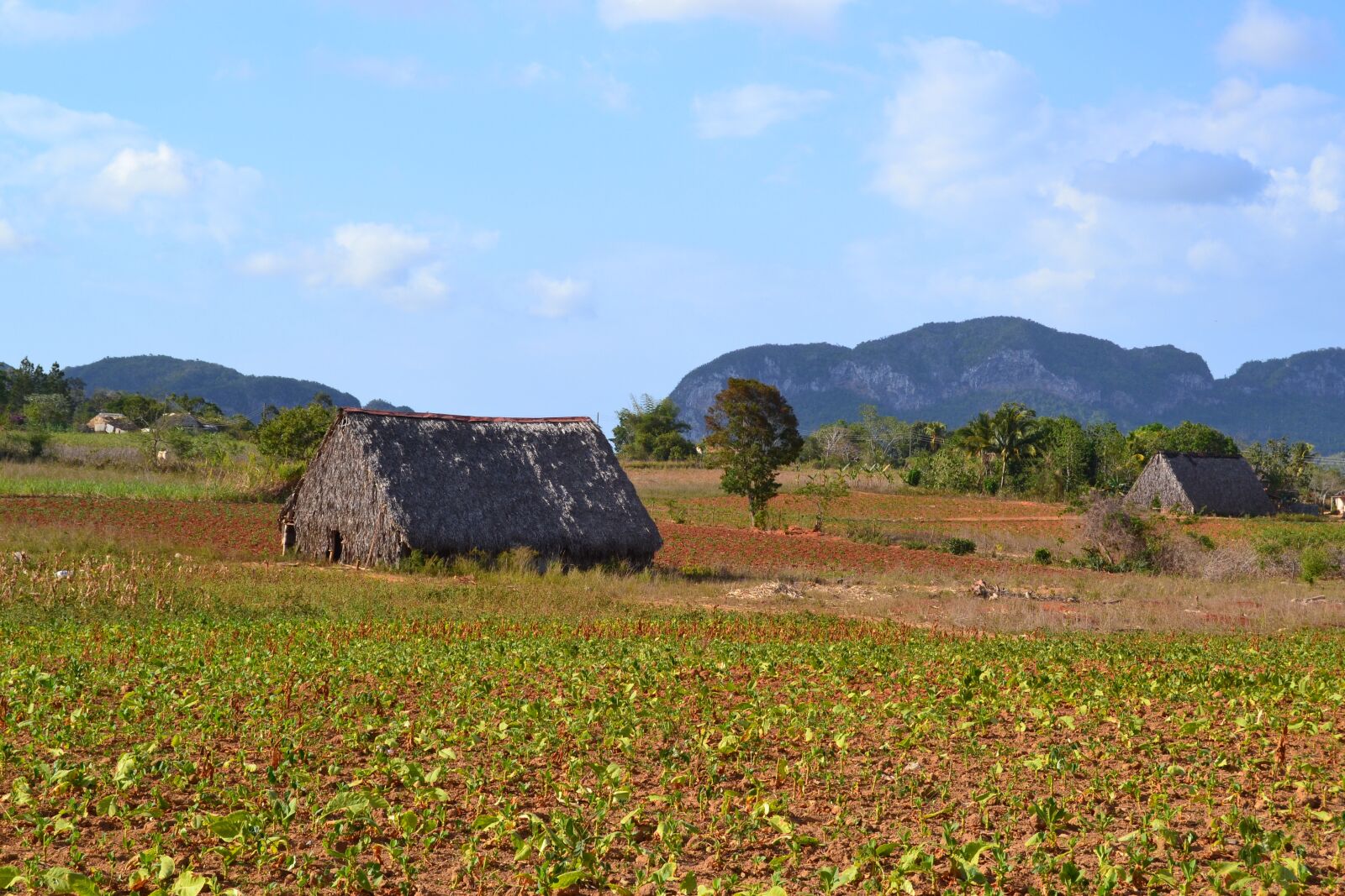 Nikon D3100 sample photo. Cuba, vi ales valley photography