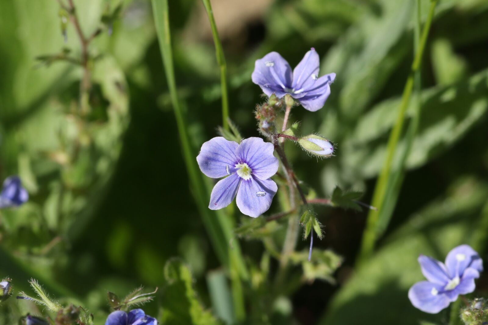 Tamron SP 90mm F2.8 Di VC USD 1:1 Macro sample photo. Veronica, asherah, flower photography