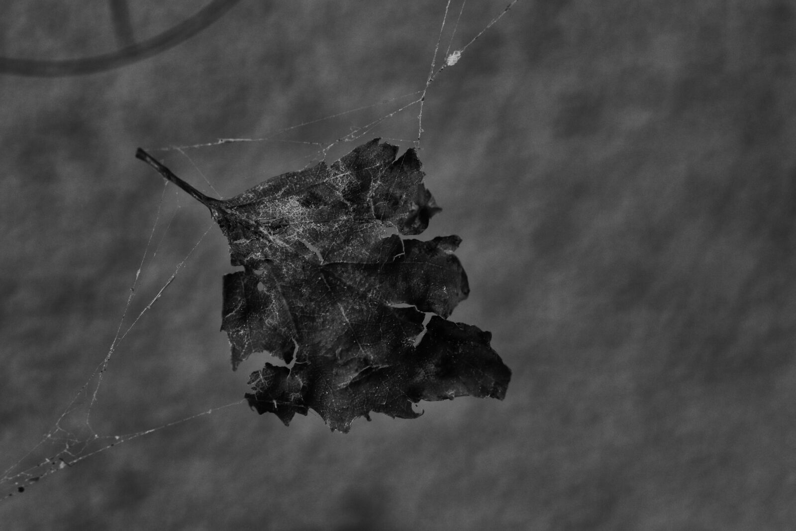 Canon EOS 7D Mark II sample photo. Leaf, cobweb, nature photography