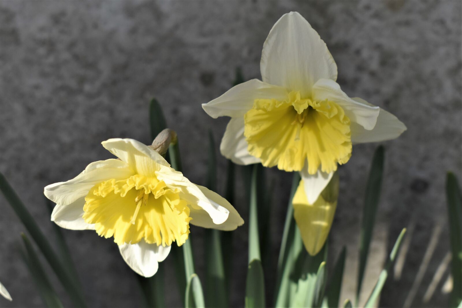 Nikon D5500 sample photo. Osterglocken, flowers, plant photography