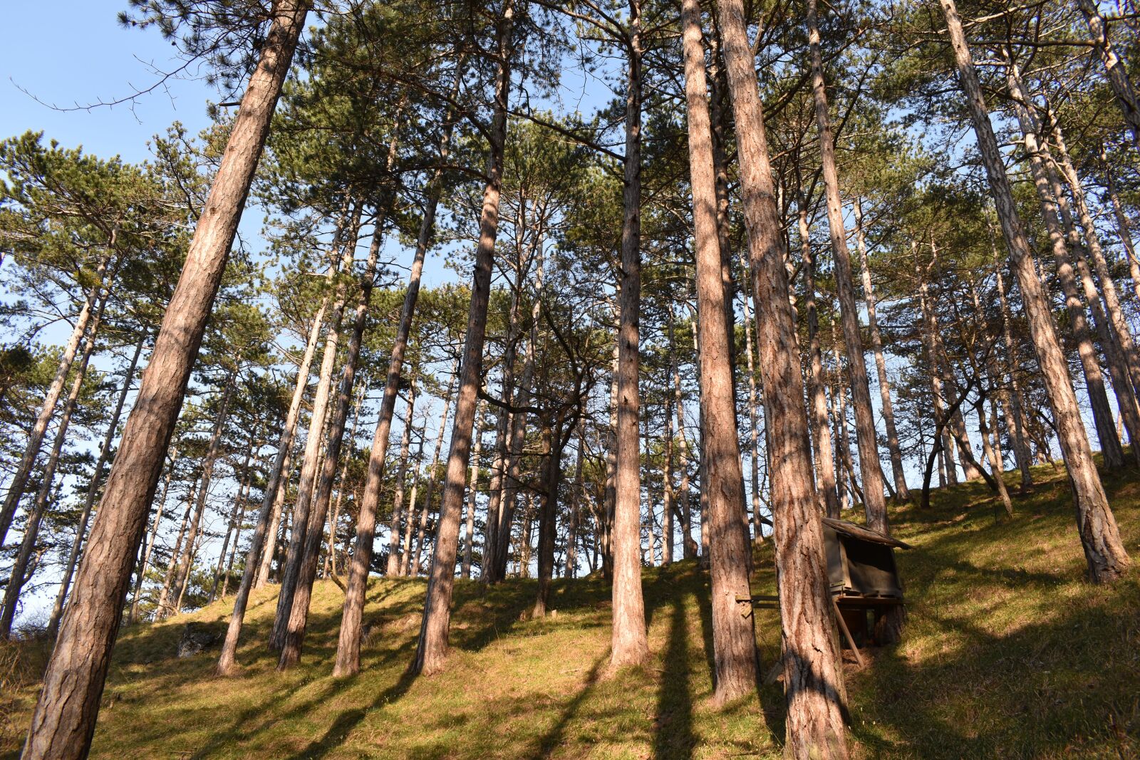 Nikon D3500 sample photo. Forest, outdoor, nature photography