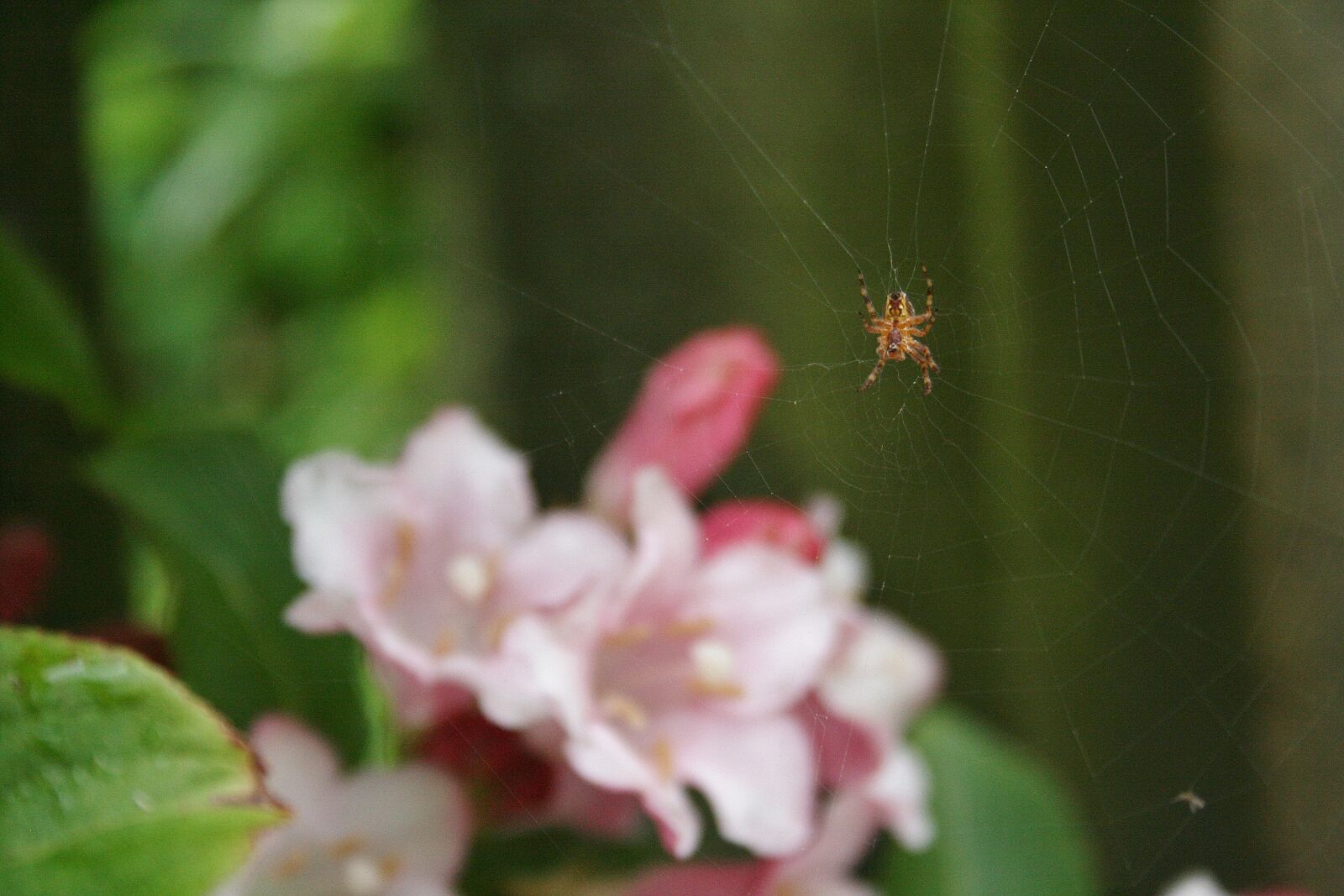 Canon EOS 400D (EOS Digital Rebel XTi / EOS Kiss Digital X) sample photo. Cherry blossom, spider, macro photography